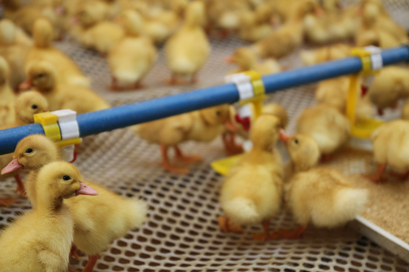 1544682459249074.jpg 2018020916493812316.jpg