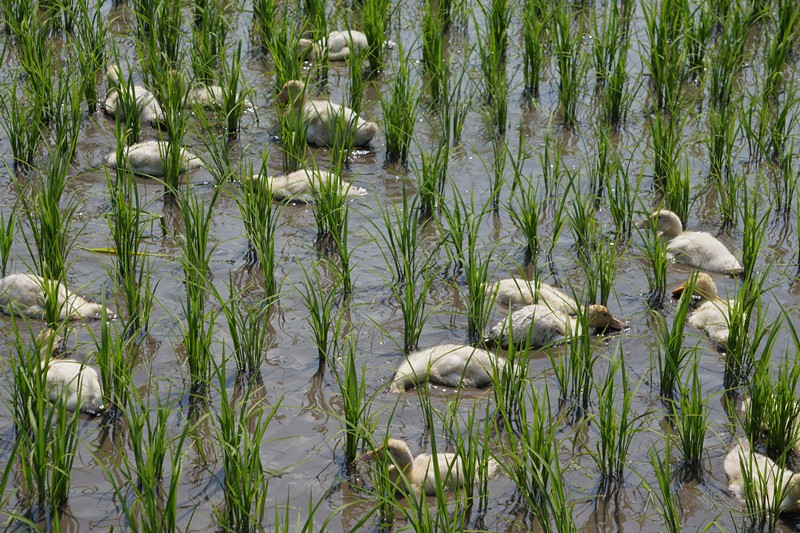 1544682459854908.jpg 2018020818241767439.jpg